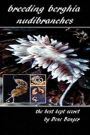 Breeding Berghia Nudibranches the best kept secret 1