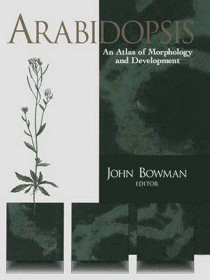 Arabidopsis 1