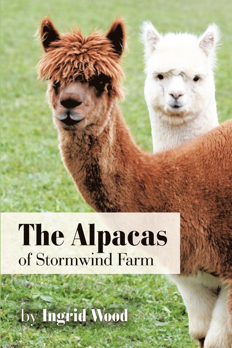 The Alpacas of Stormwind Farm 1