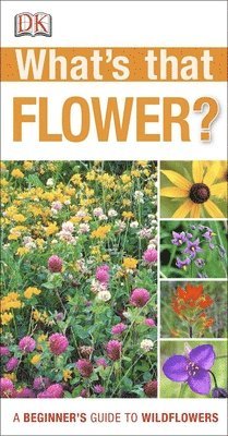 Dk - Dk: What's That Flower?, Häftad