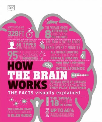 How The Brain Works 1