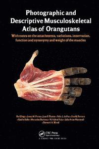 bokomslag Photographic and Descriptive Musculoskeletal Atlas of Orangutans