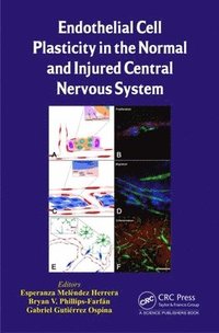 bokomslag Endothelial Cell Plasticity in the Normal and Injured Central Nervous System
