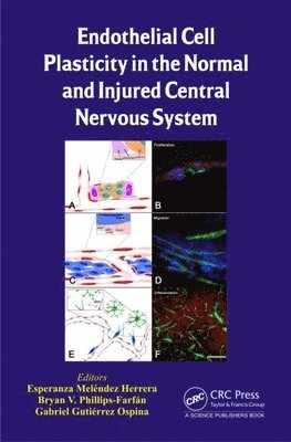 Endothelial Cell Plasticity in the Normal and Injured Central Nervous System 1