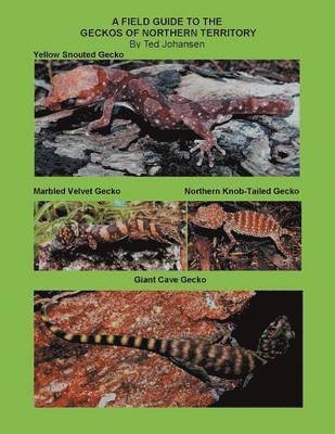 bokomslag Field Guide to the Geckos of Northern Territory