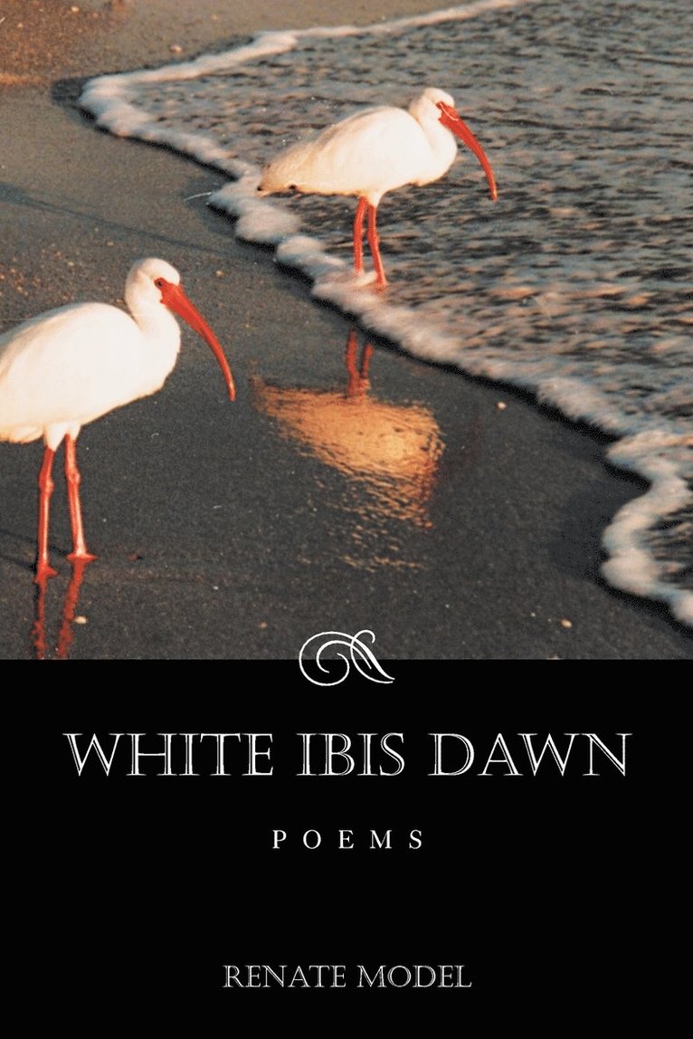 White Ibis Dawn 1
