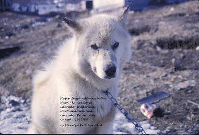 Husky Dogs and Views in the Nain - Nunatsiavut, Labrador Wilderness, Newfoundland and Labrador Province of Canada 1965-66 1