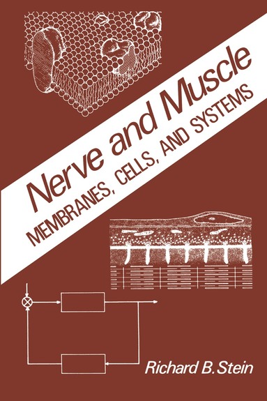R. Stein - Nerve and Muscle, Häftad