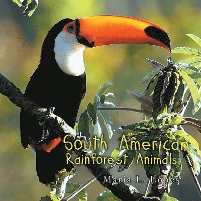 South America Rainforest Animals 1