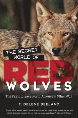 The Secret World of Red Wolves 1