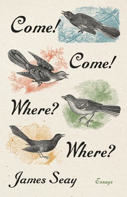 bokomslag Come! Come! Where? Where?