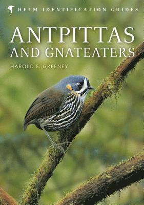 Antpittas and Gnateaters 1