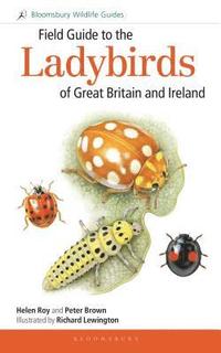 bokomslag Field Guide to the Ladybirds of Great Britain and Ireland