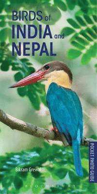 bokomslag Pocket Photo Guide to the Birds of India and Nepal