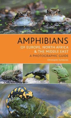 bokomslag Amphibians of Europe, North Africa and the Middle East