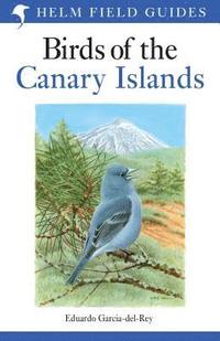 bokomslag Field Guide to the Birds of the Canary Islands