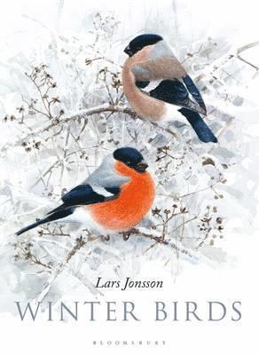 bokomslag Winter Birds