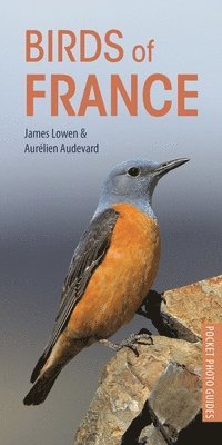 James Lowen, Aurélien Audevard - Lowen, J: Birds of France, Häftad