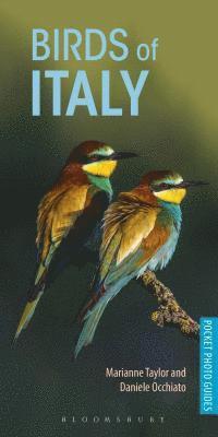 Birds of Italy 1