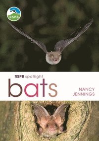 bokomslag RSPB Spotlight Bats