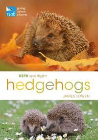 bokomslag RSPB Spotlight Hedgehogs