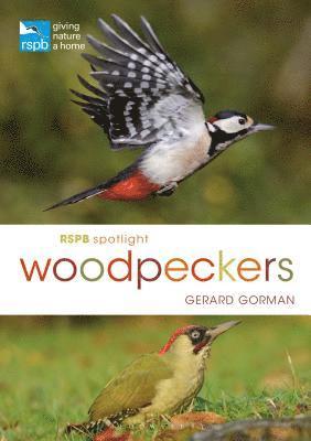 bokomslag RSPB Spotlight Woodpeckers