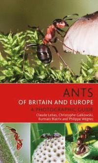 bokomslag Ants of Britain and Europe