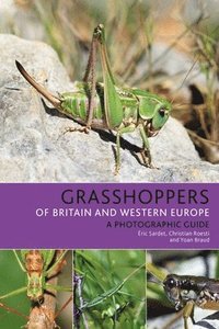 bokomslag Grasshoppers of Britain and Western Europe