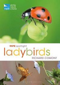 bokomslag RSPB Spotlight Ladybirds