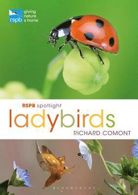 RSPB Spotlight Ladybirds 1