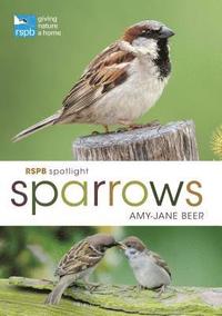 bokomslag RSPB Spotlight Sparrows