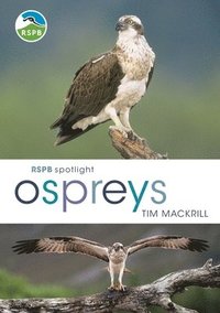 bokomslag RSPB Spotlight Ospreys