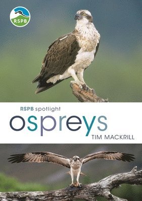 bokomslag Rspb Spotlight Osprey