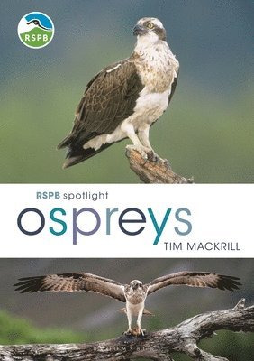 RSPB Spotlight Ospreys 1