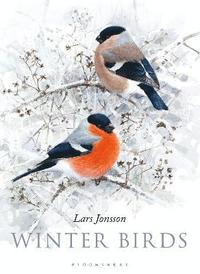 bokomslag Winter Birds