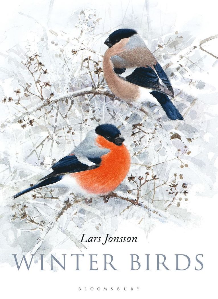 Winter Birds 1