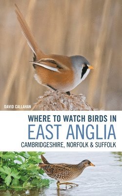 Where to Watch Birds in East Anglia 1