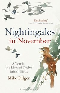 bokomslag Nightingales in November