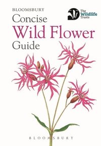 bokomslag Concise Wild Flower Guide