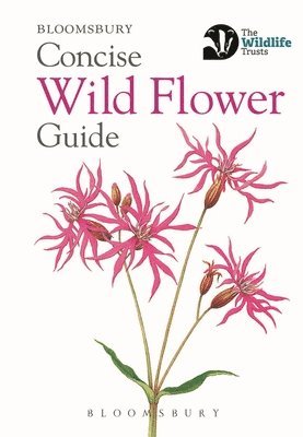 Concise Wild Flower Guide 1