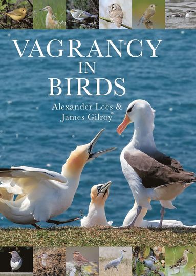 bokomslag Vagrancy in Birds