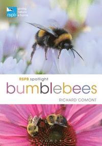 bokomslag RSPB Spotlight Bumblebees