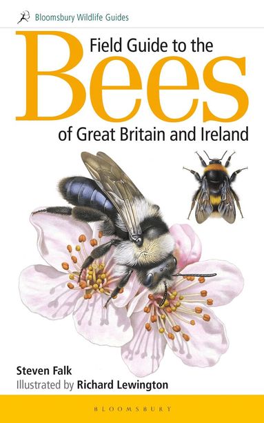 Steven Falk - Field Guide to the Bees of Great Britain and Ireland, Häftad