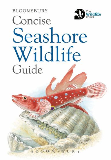 Bloomsbury - Concise Seashore Wildlife Guide, Häftad