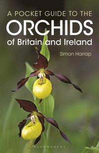 bokomslag Pocket Guide to the Orchids of Britain and Ireland