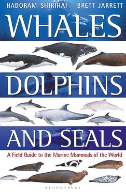 Whales, Dolphins and Seals 1