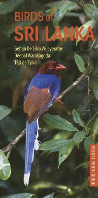 Wijeyeratne, G: Birds of Sri Lanka