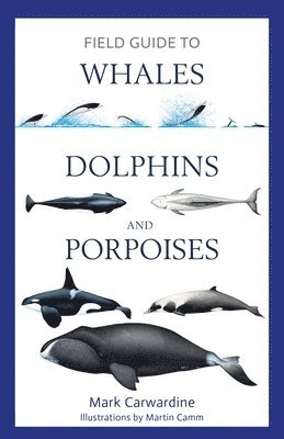 Field Guide to Whales, Dolphins and Porpoises 1
