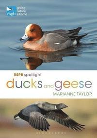 bokomslag RSPB Spotlight Ducks and Geese
