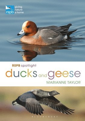 RSPB Spotlight Ducks and Geese 1